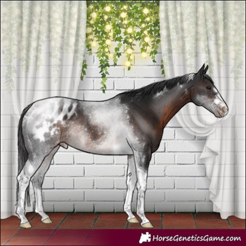 Horse Color:Brown Tobiano Appaloosa Rabicano 