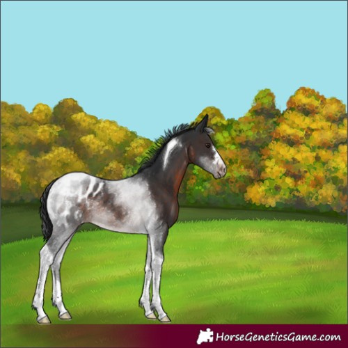 Horse Color:Brown Tobiano Appaloosa Rabicano 
