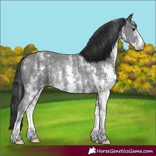 Horse Color:Black Sabino Appaloosa Rabicano 