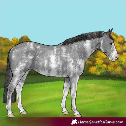 Horse Color:Black Sabino Appaloosa Rabicano