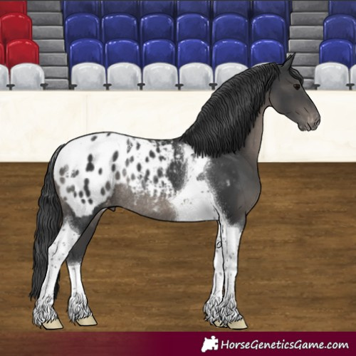 Horse Color:Black Tobiano Appaloosa Rabicano 