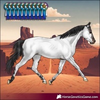 Horse Color:Brown Appaloosa Rabicano