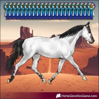 Horse Color:Brown Near Fewspot Rabicano