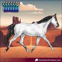 Horse Color:Brown Appaloosa Rabicano 