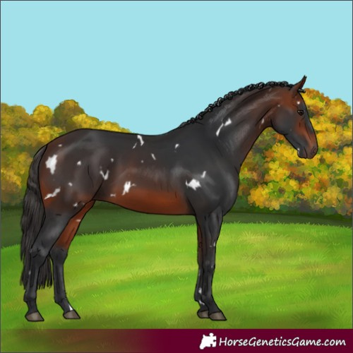 Horse Color:White Spotted Bay
