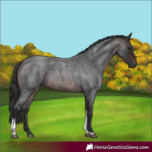 Horse Color:Brown Roan Tobiano 