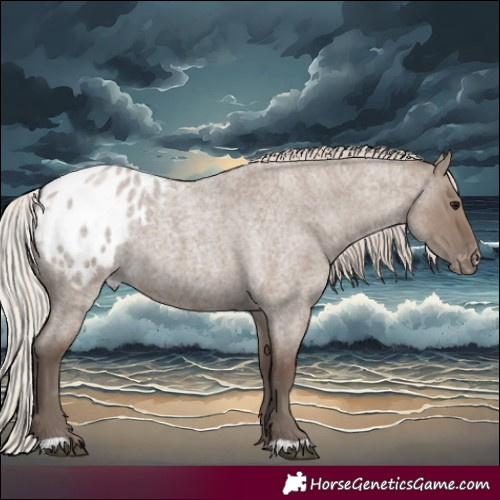 Horse Color:Silver Grullo Roan Appaloosa