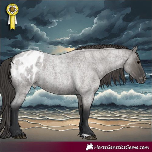 Horse Color:Grullo Roan Appaloosa