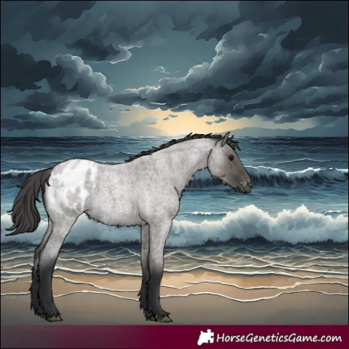 Horse Color:Grullo Roan Appaloosa 