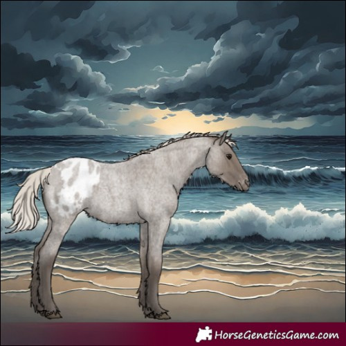Horse Color:Silver Grullo Roan Appaloosa 