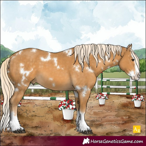 Horse Color:White Spotted Palomino Splash 