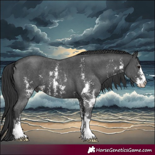 Horse Color:Black Sabino