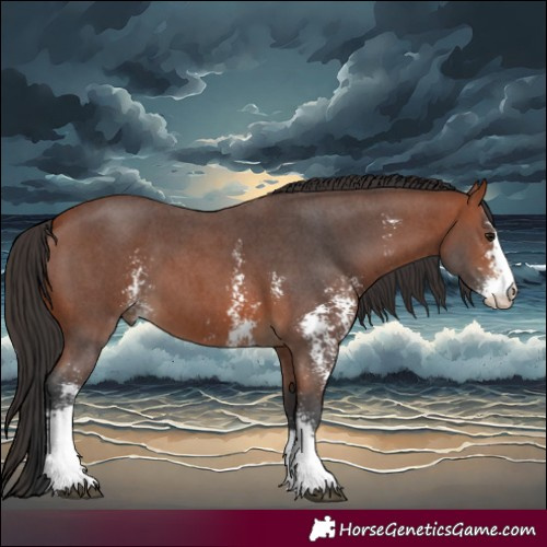 Horse Color:Bay Sabino 