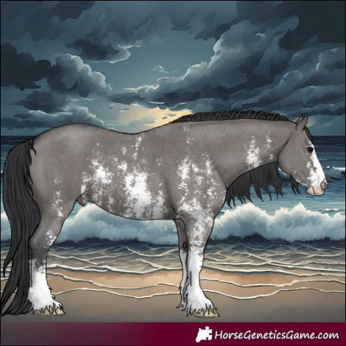 Horse Color:Grullo Sabino 