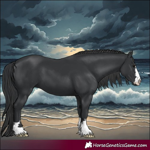 Horse Color:Black 