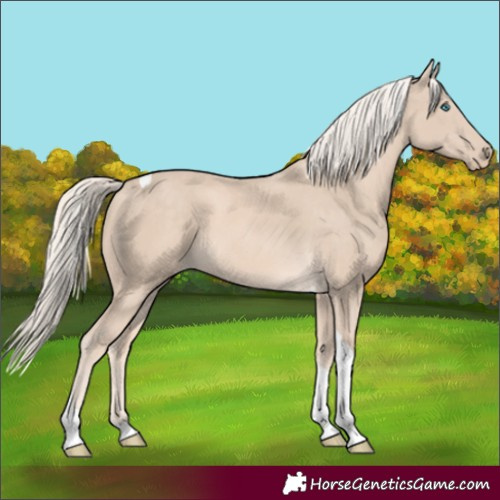 Horse Color:Cremello Tobiano 