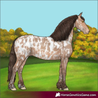 Horse Color:Amber Champagne Appaloosa and Amber Champagne Appaloosa
