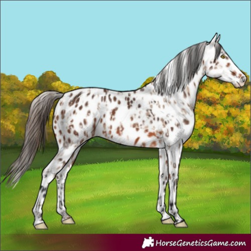 Horse Color:Amber Champagne Appaloosa  and Bay Appaloosa 
