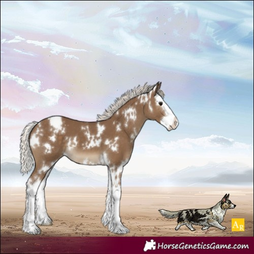 Horse Color:White Spotted Silver Smoky Black Splash Appaloosa