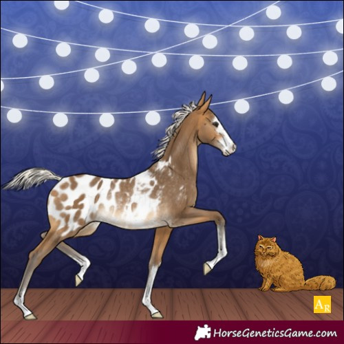 Horse Color:Silver Buckskin Appaloosa Rabicano