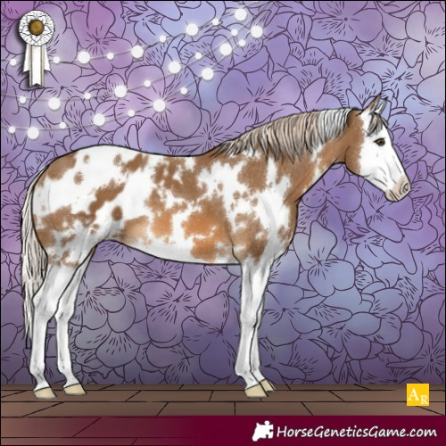 Horse Color:White Spotted Chocolate Palomino Splash Appaloosa