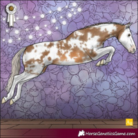 Horse Color:White Spotted Chocolate Palomino Splash Appaloosa 