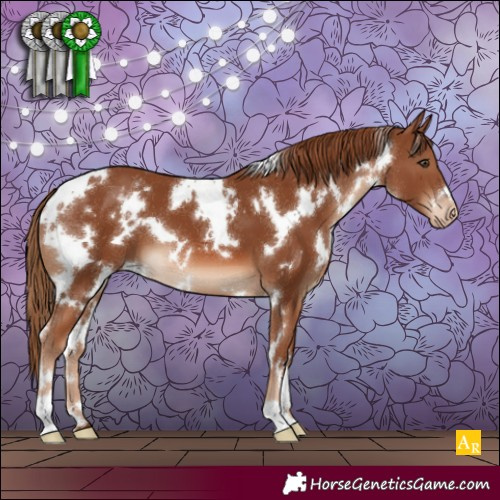 Horse Color:White Spotted Chestnut Appaloosa