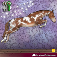 Horse Color:White Spotted Chestnut Appaloosa 