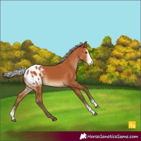 Horse Color:Silver Bay Sabino Appaloosa 
