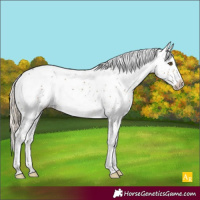 Horse Color:Chocolate Palomino Sabino Rabicano