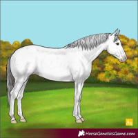 Horse Color:Liver Chestnut Sabino Appaloosa Rabicano 