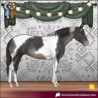 Horse Color:Smoky Black Tobiano Appaloosa