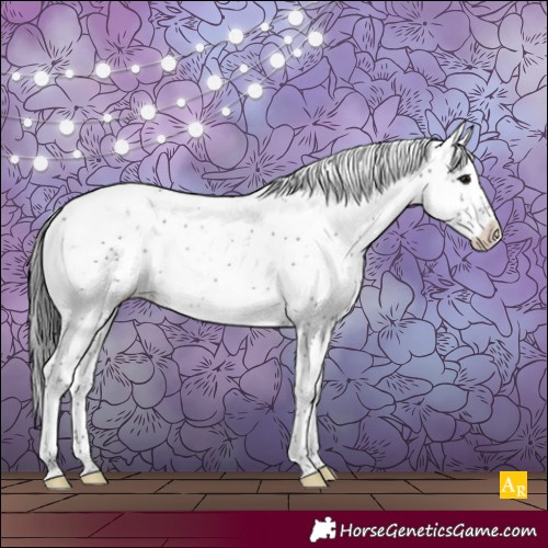 Horse Color:Black Sabino Appaloosa Rabicano 