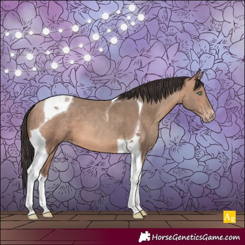 Horse Color:Sable Champagne Tobiano 