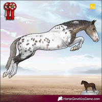 Horse Color:Silver Smoky Black Sabino Tobiano Appaloosa Rabicano