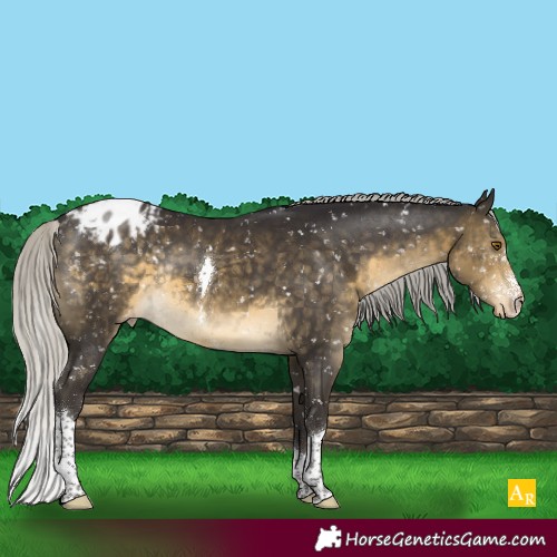 Horse Color:Silver Buckskin Sabino Tobiano Appaloosa Rabicano 