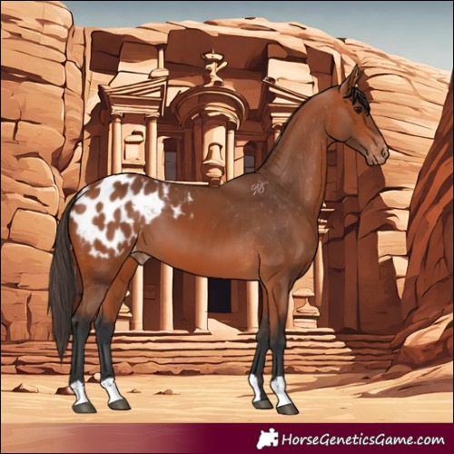 Horse Color:Bay Appaloosa 