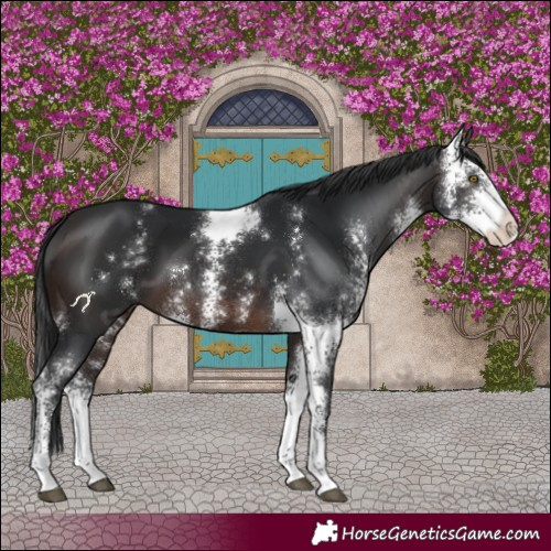 Horse Color:Brown Sabino 