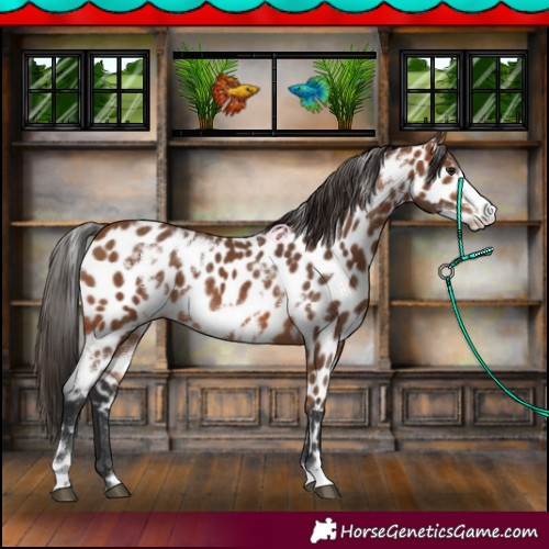 Horse Color:White Spotted Bay Frame Appaloosa