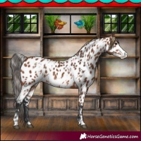 Horse Color:White Spotted Bay Frame Near Leopard 