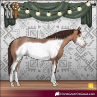 Horse Color:Sable Champagne Sabino Frame Appaloosa 
