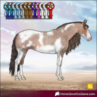 Horse Color:Sable Champagne Roan Tobiano Frame 