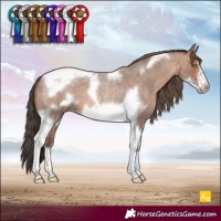 Horse Color:Sable Champagne Roan Tobiano Frame 