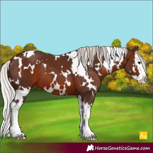 Horse Color:White Spotted Silver Brown Splash 