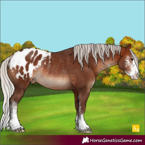Horse Color:Silver Bay Sabino Appaloosa Rabicano