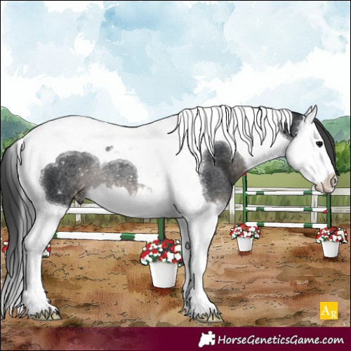 Horse Color:Black Splash Tobiano Varnish Rabicano 