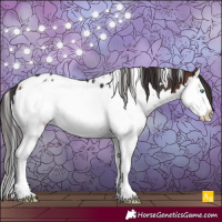Horse Color:White Spotted Brown Splash Appaloosa
