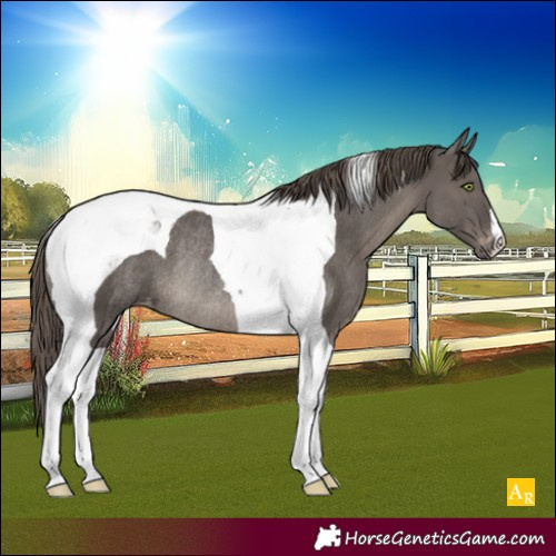 Horse Color:Smoky Grullo Tobiano Appaloosa Rabicano