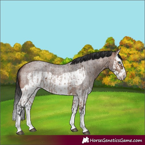 Horse Color:Bay Roan Splash Frame  and Brown Roan Splash Frame 