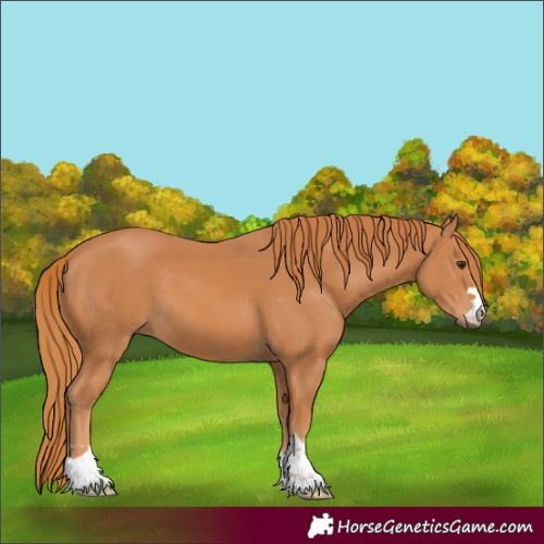Horse Color:Chestnut 